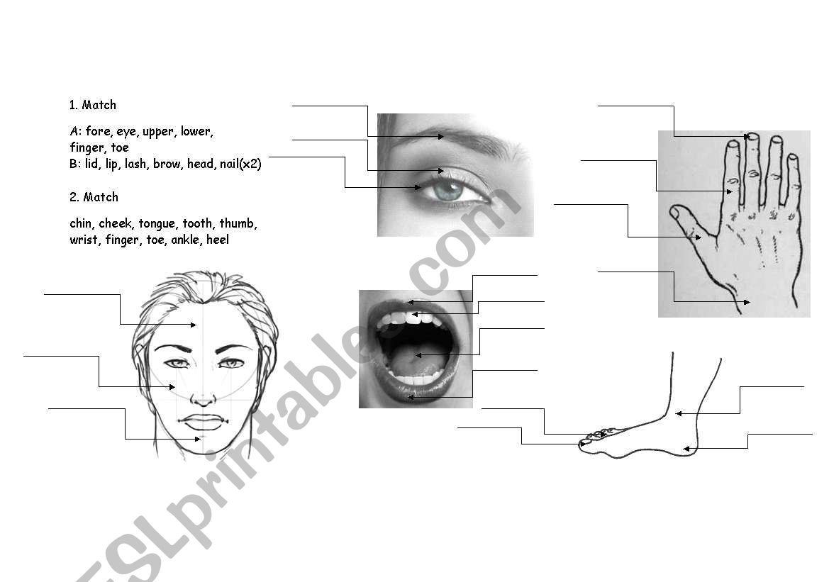 body parts worksheet