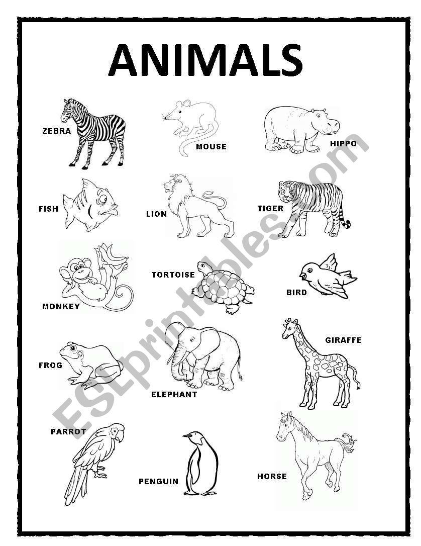 Animals worksheet