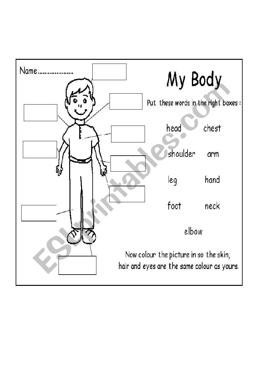 my.body worksheet