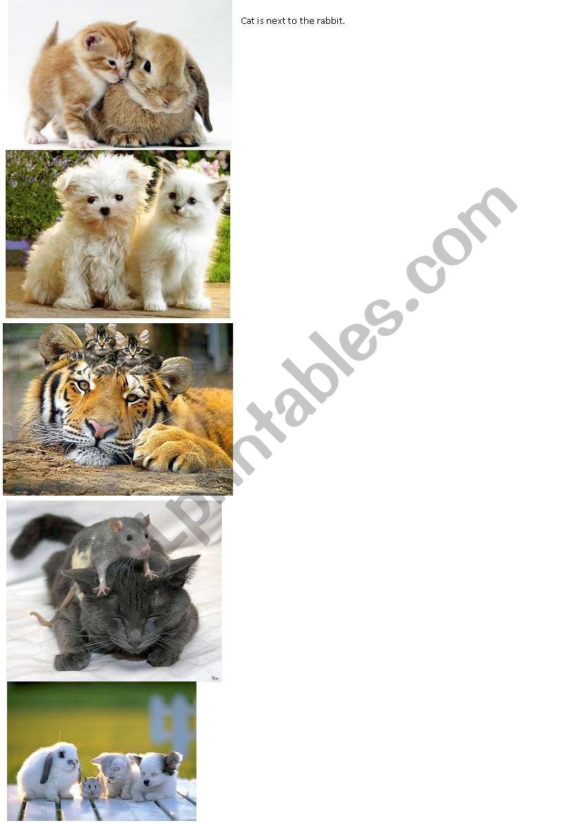 Animals and prepositions for kids