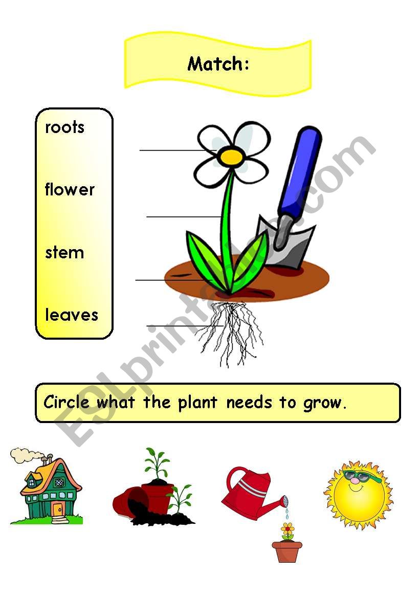 parts of the plant worksheet