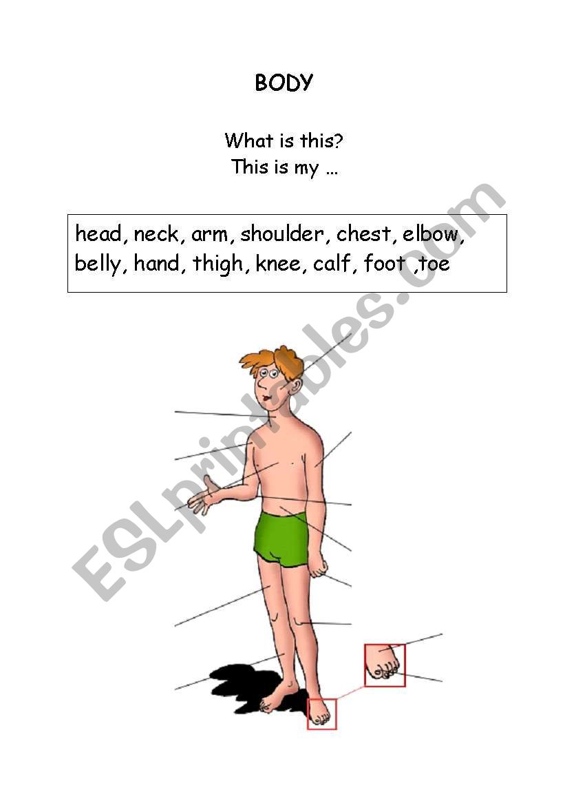 Parts of body worksheet