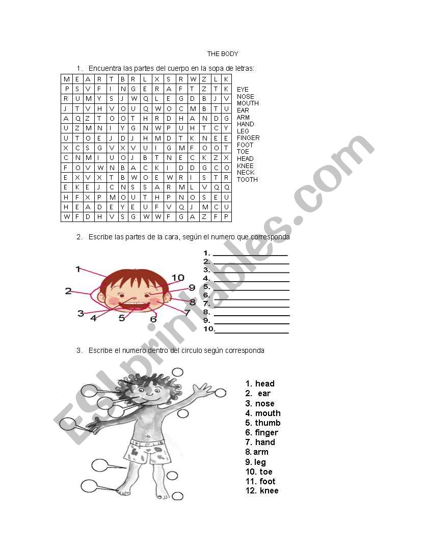 THE BODY worksheet