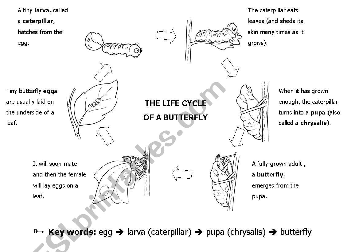 Butterfly life cycle worksheet