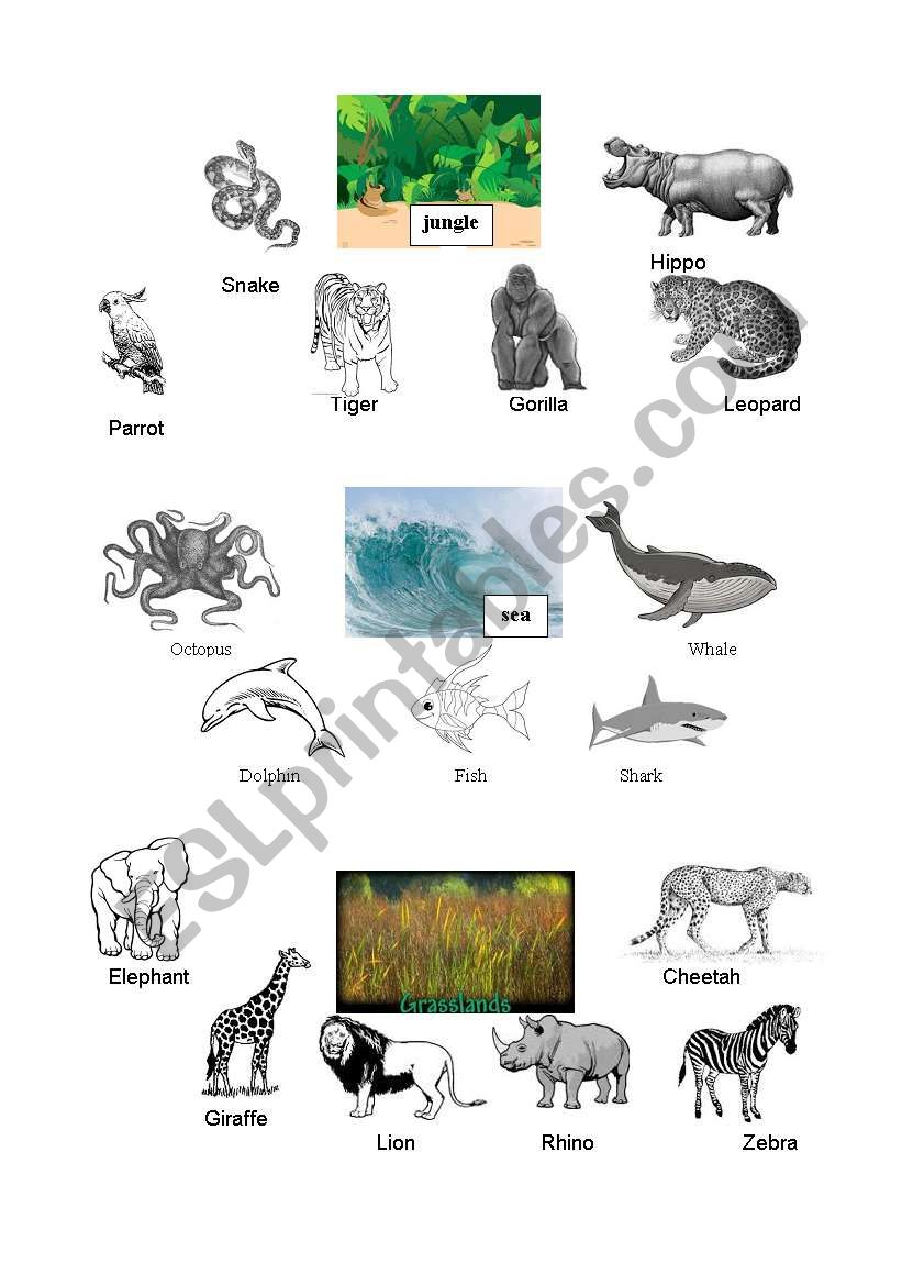 Animals worksheet