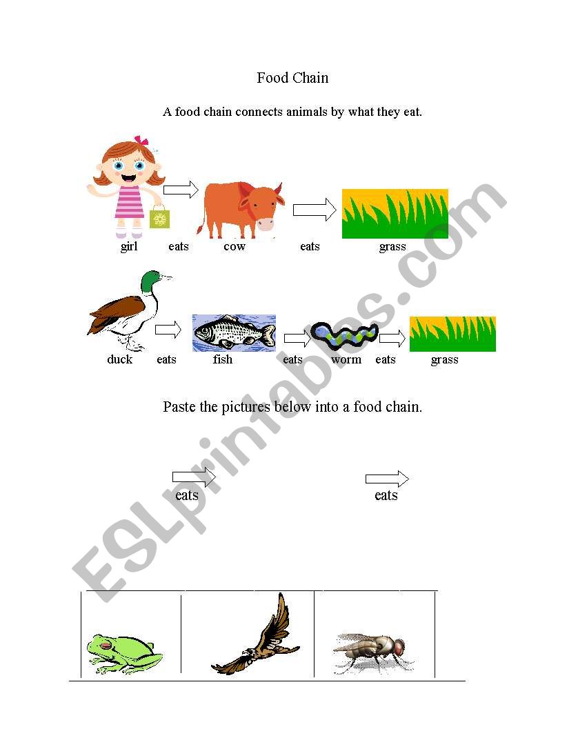 Make a Food Chain worksheet