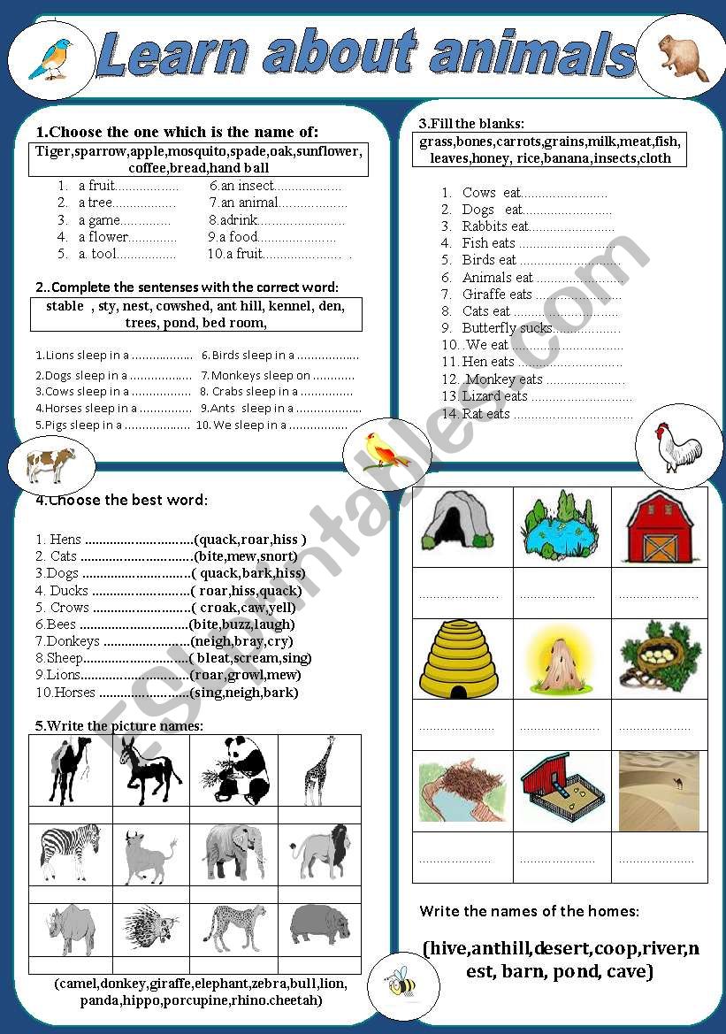 Learn about animals worksheet