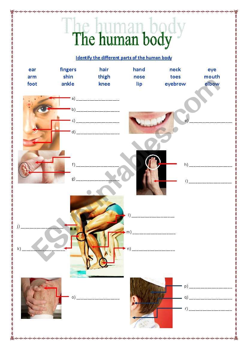 Body parts worksheet