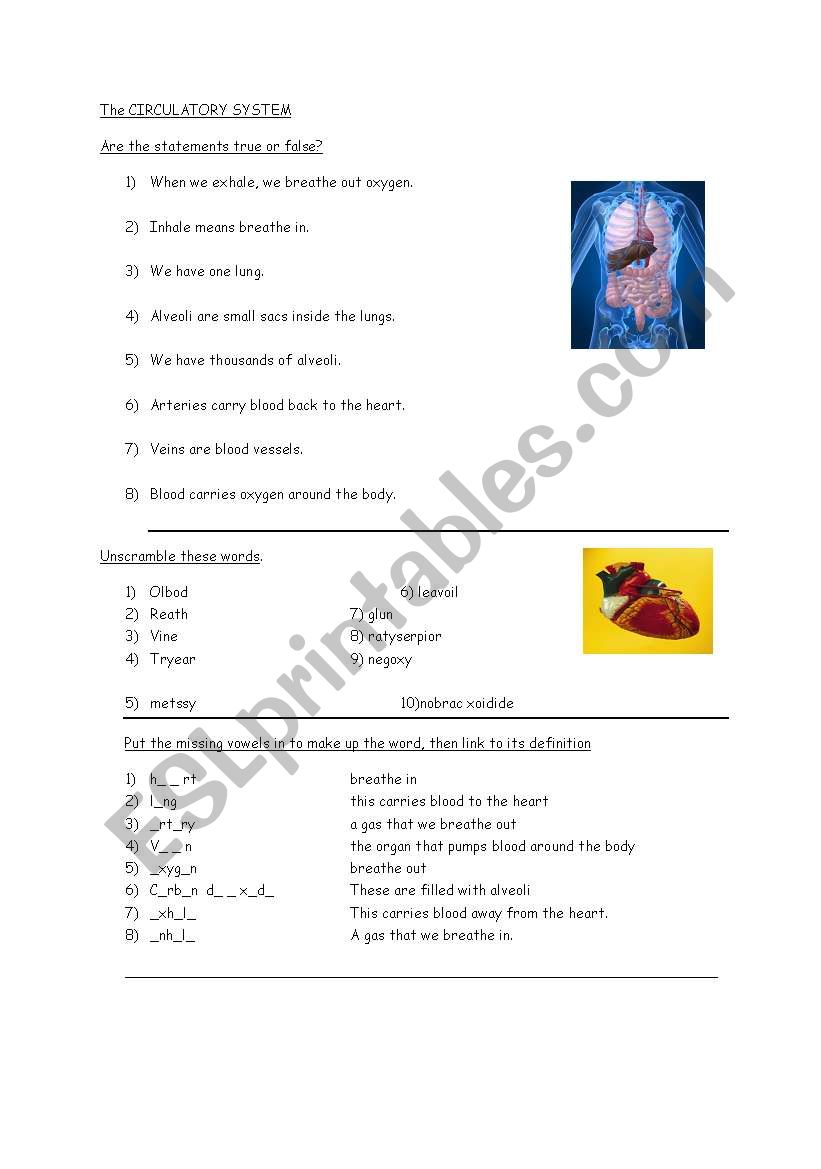 The Circulatory System worksheet