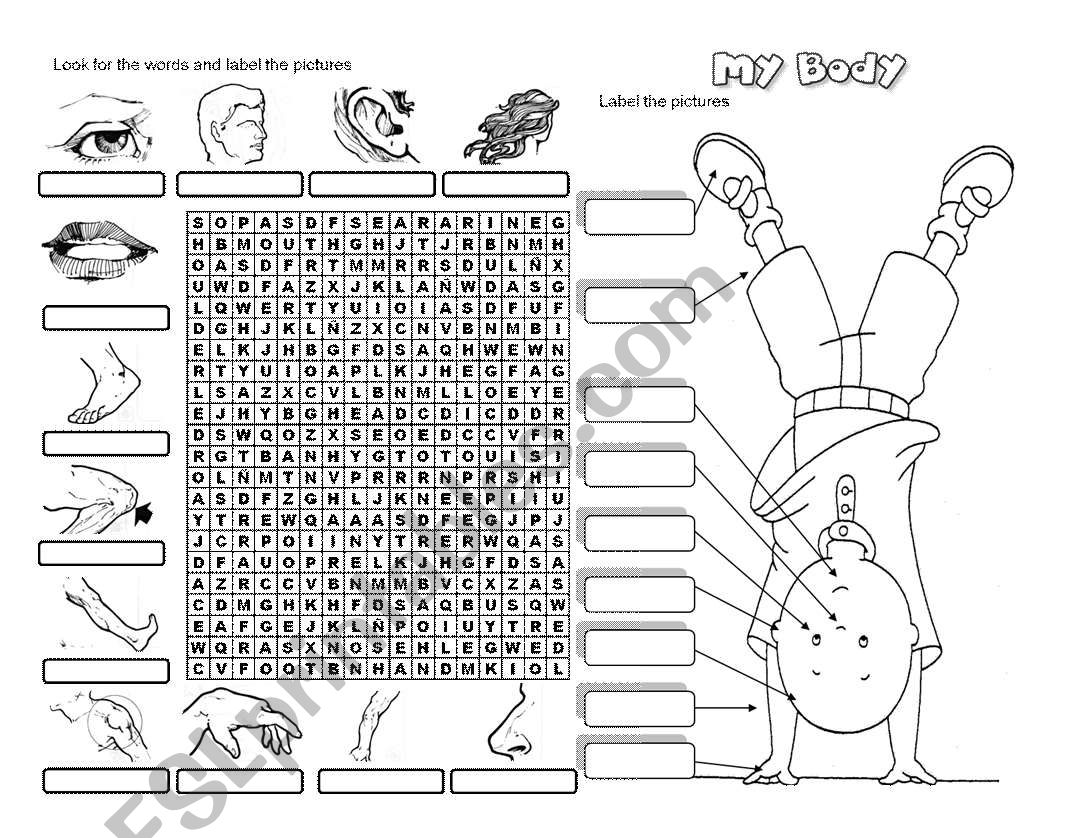 My face and my body worksheet