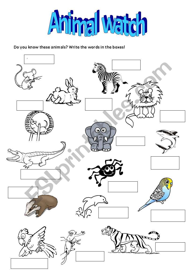 Animal watch worksheet