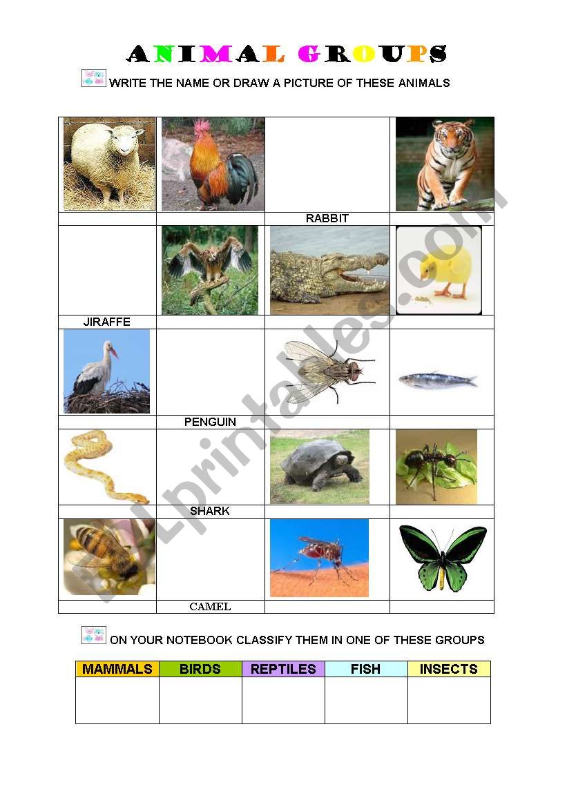 ANIMAL GROUPS worksheet