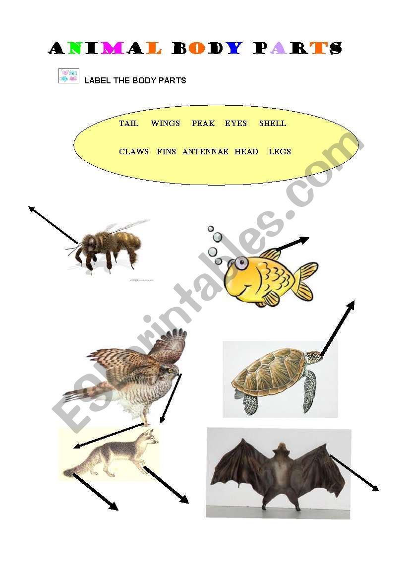 ANIMAL BODY PARTS worksheet