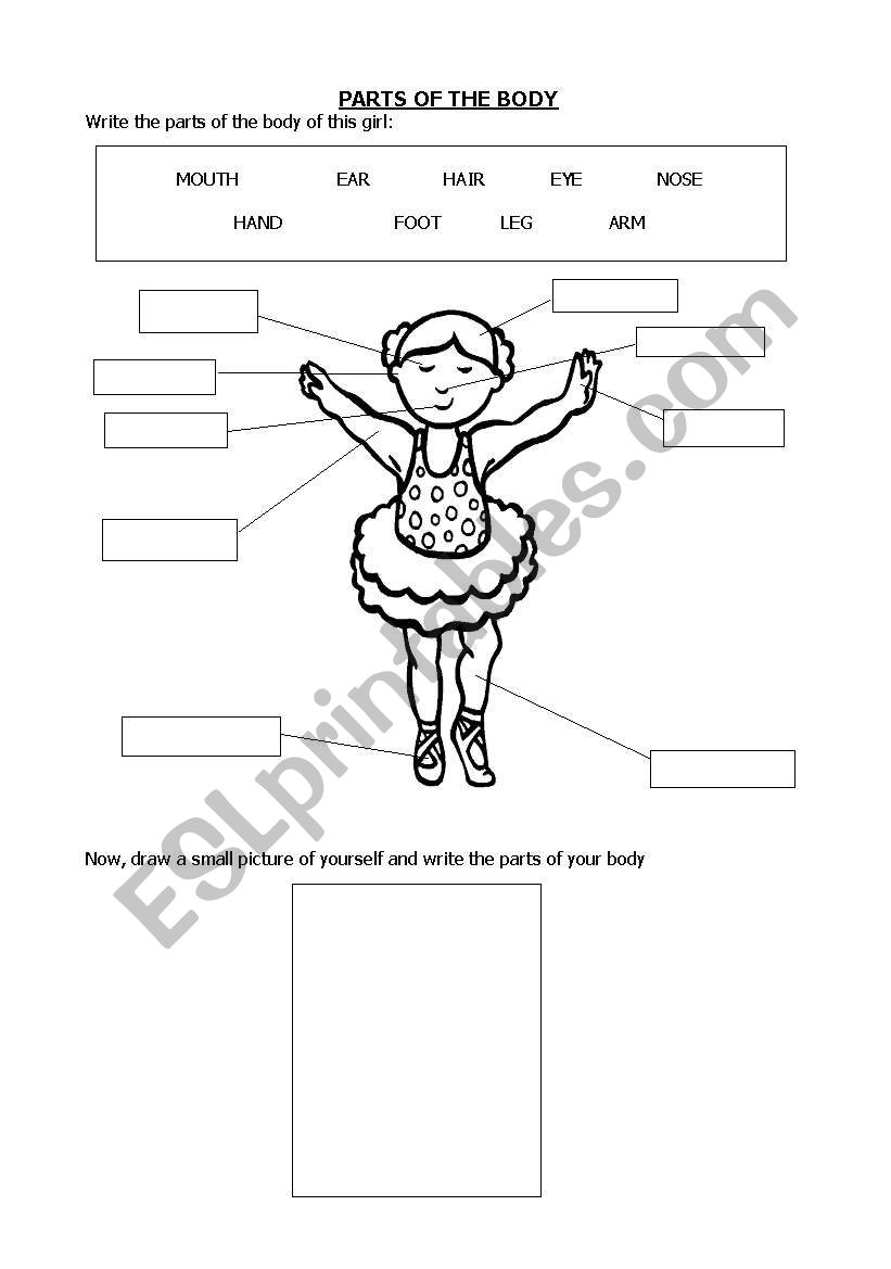 parts of the body worksheet