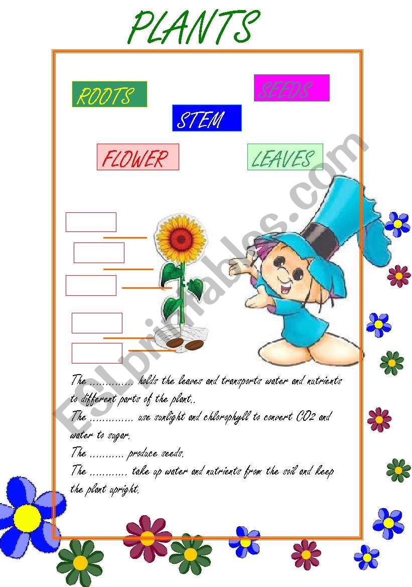 Plant and Flower Parts.(1/3) worksheet