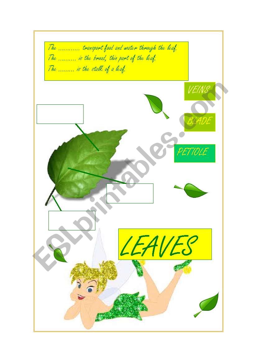 Leaf Parts (2/3) worksheet