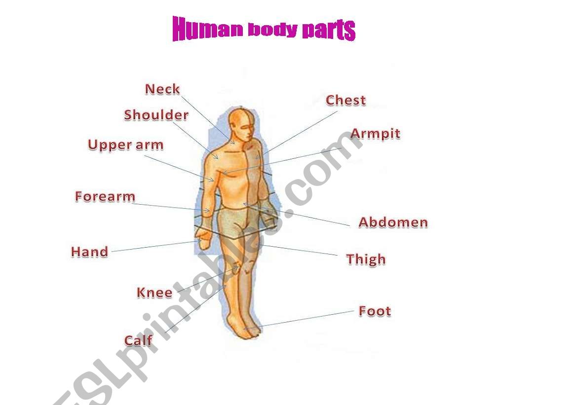 Body parts worksheet