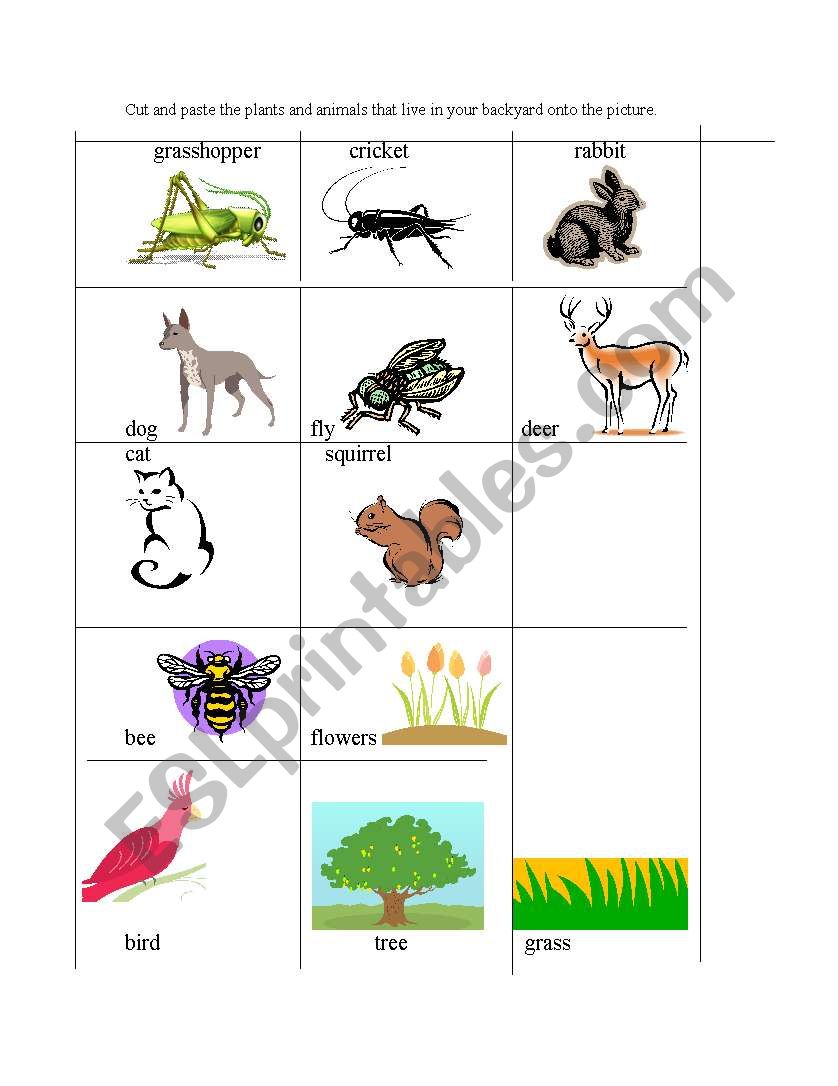 Backyard plants and animals worksheet
