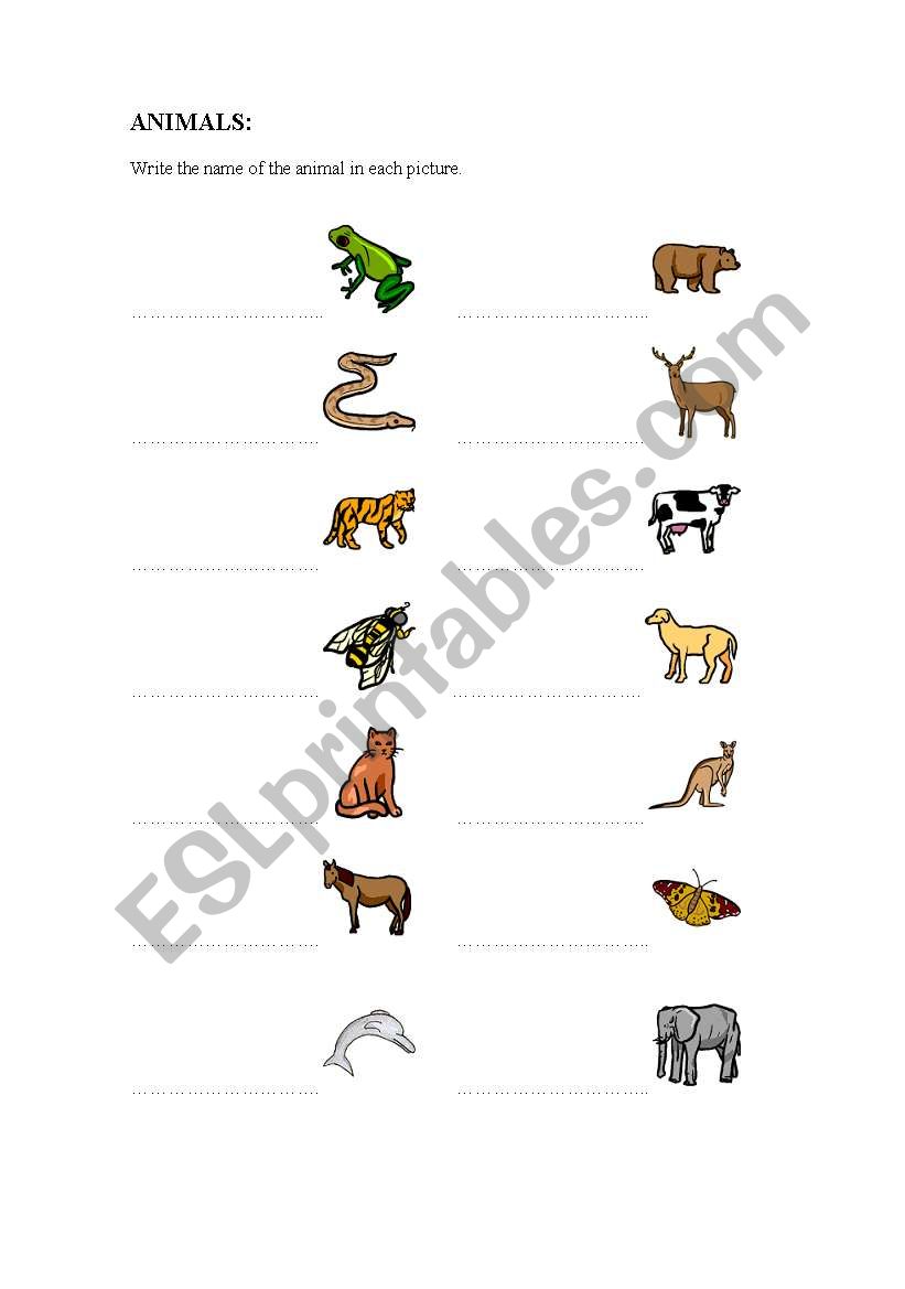 animals worksheet