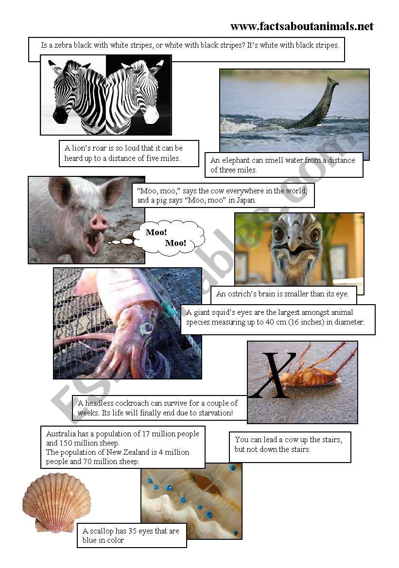 ANIMAL FACTS worksheet