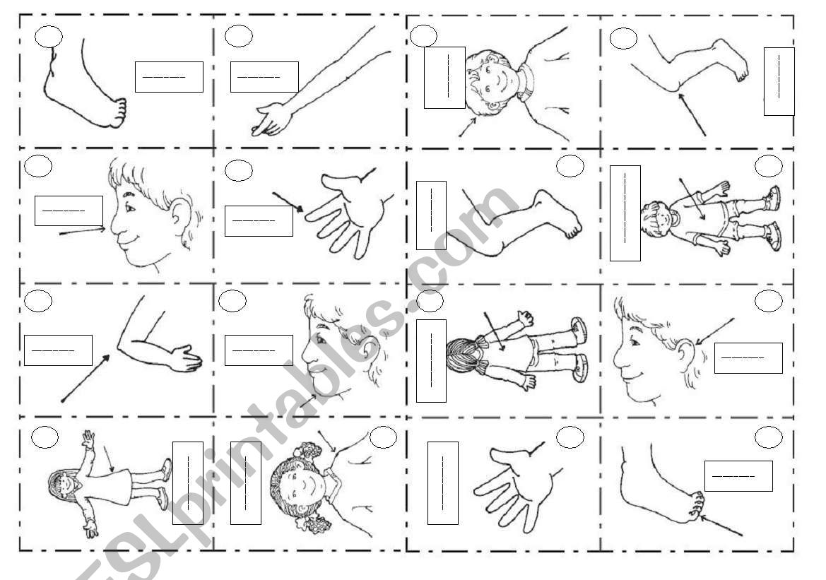 body worksheet