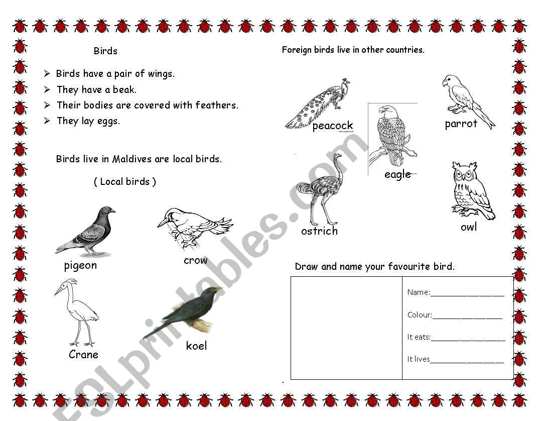 birds worksheet