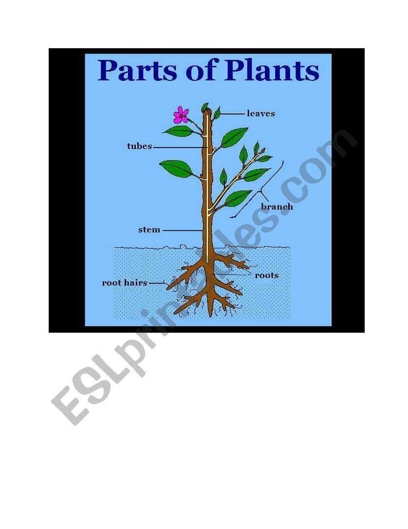 Parts of plants  worksheet