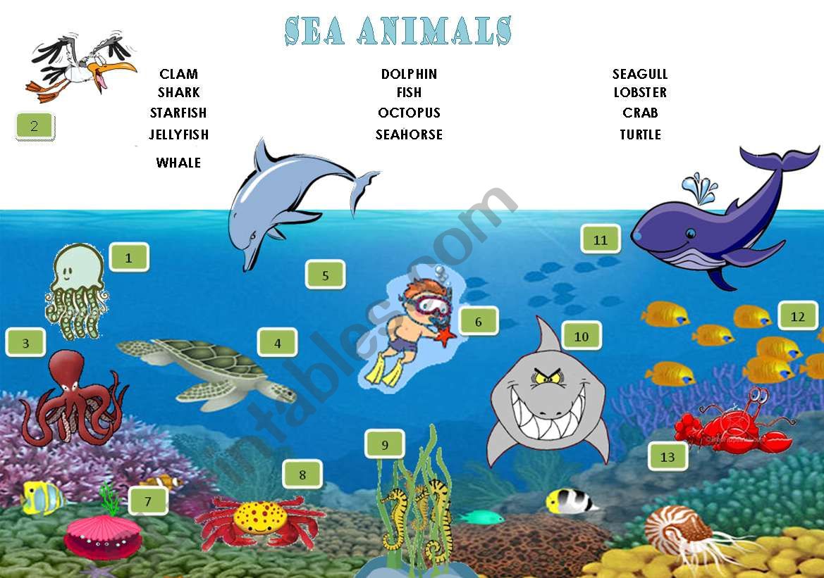 sea animals worksheet