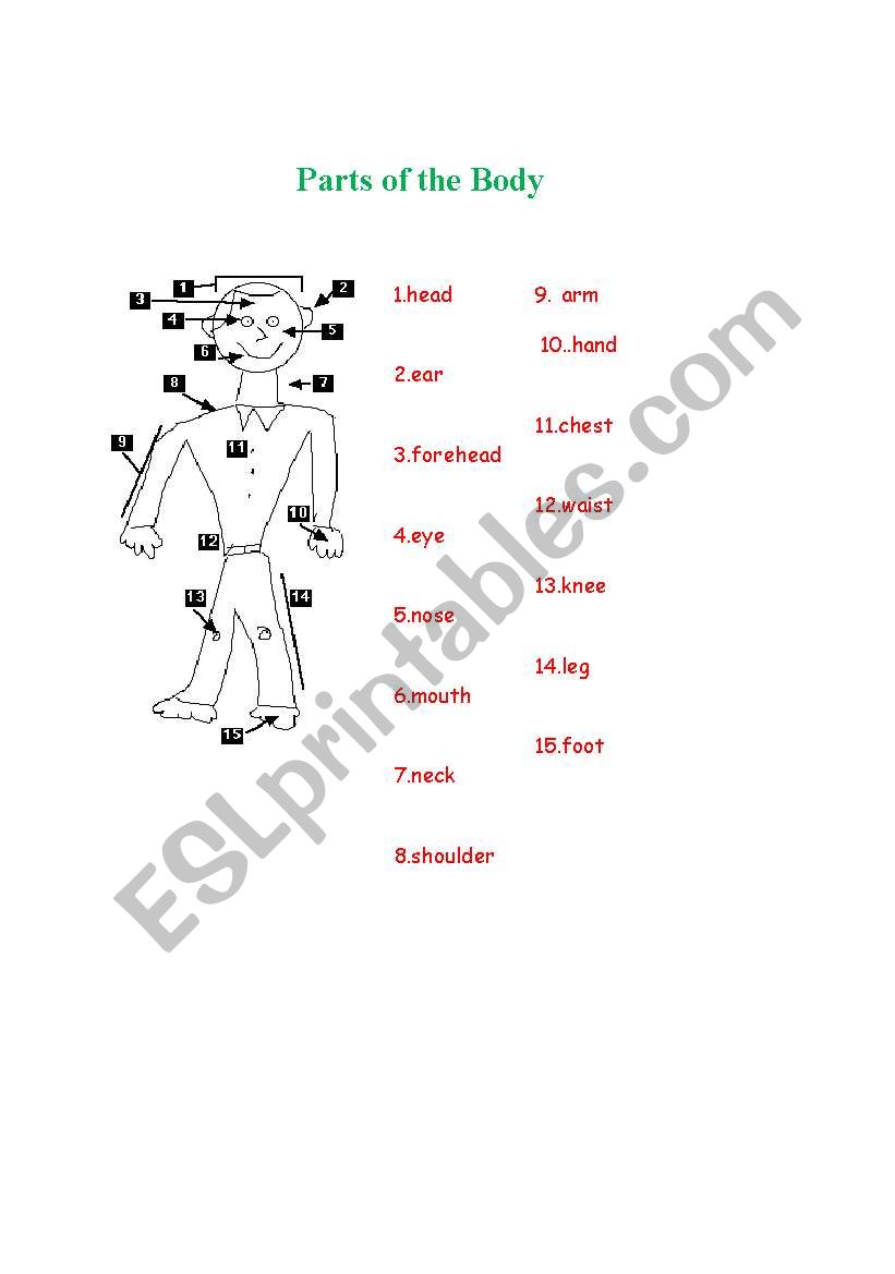 parts of body worksheet