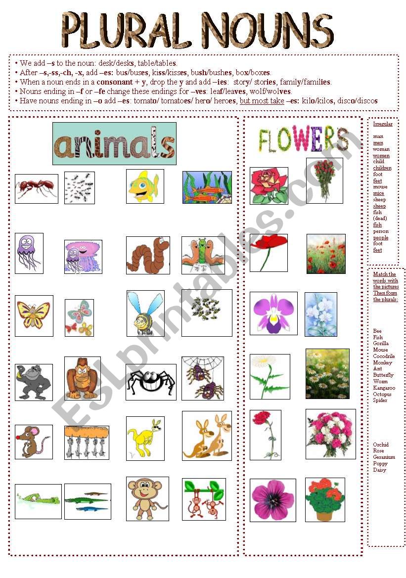 Plural Nouns (animals and flowers)