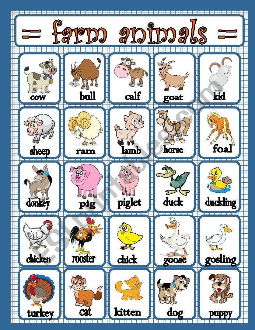 Farm animals worksheet