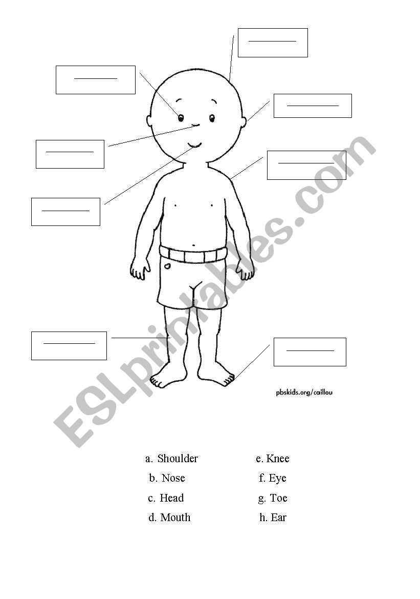 calliou exercise worksheet