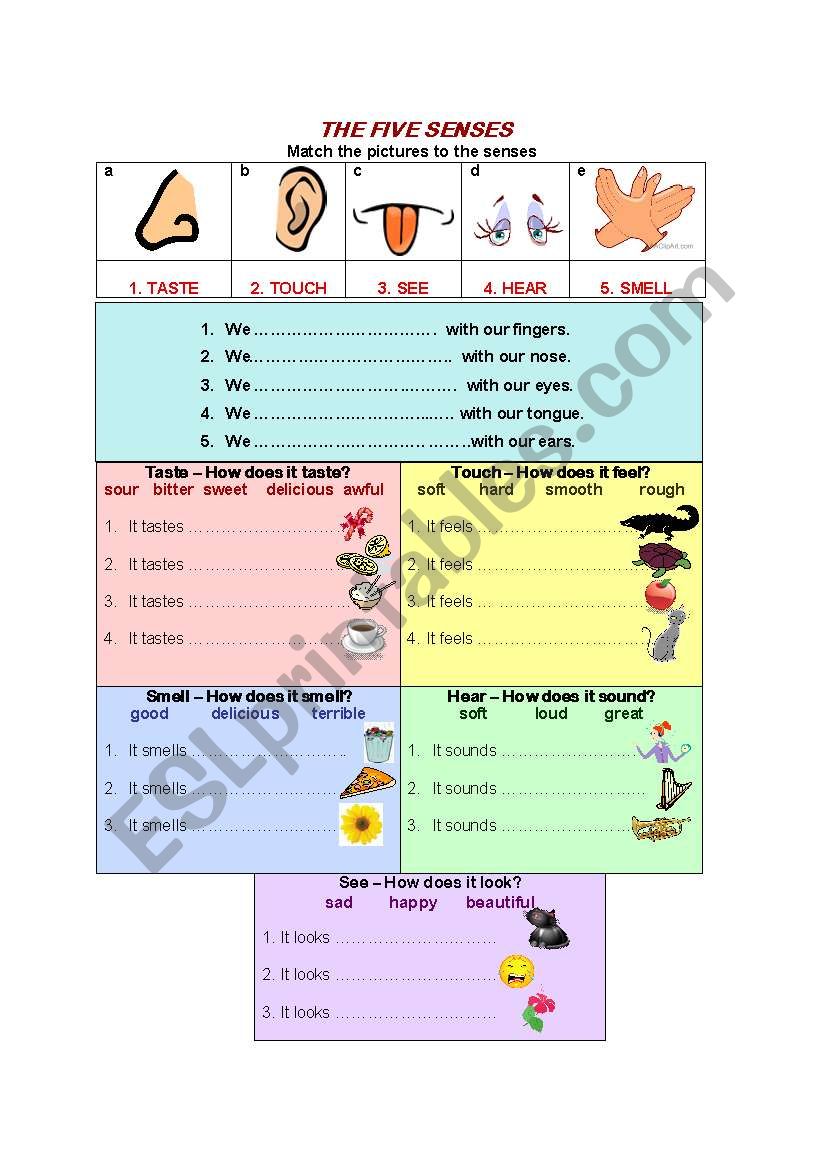 The Five Senses worksheet