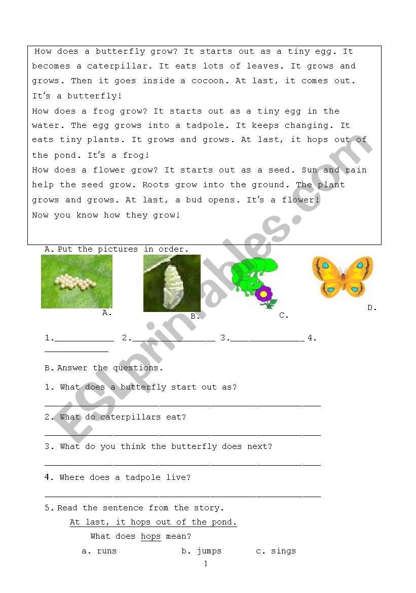 Butterfly reading worksheet