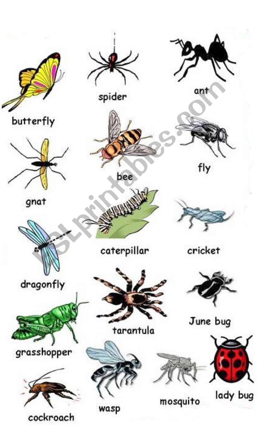 BUGS worksheet