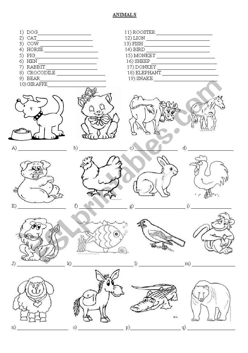 Animals worksheet