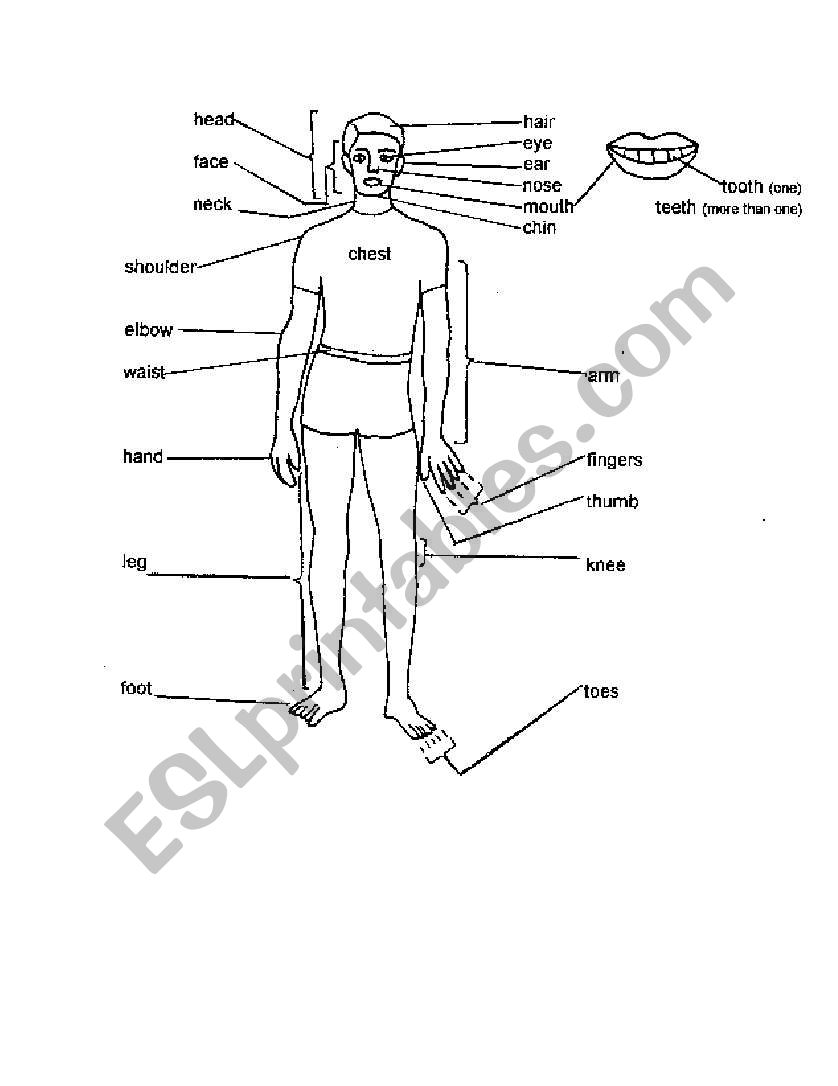 part of body worksheet