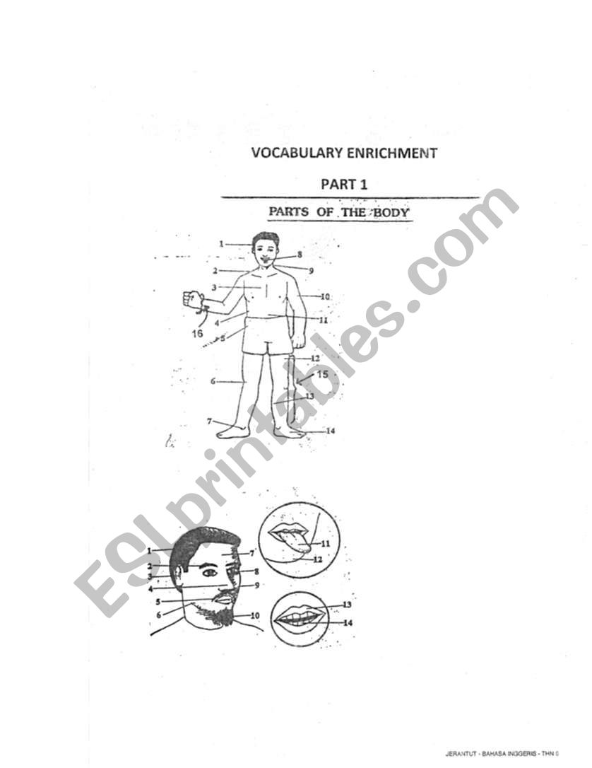 parts of the body worksheet