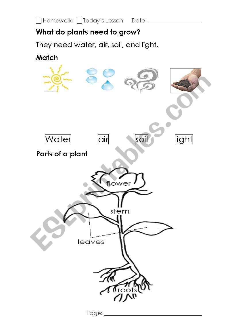 plants worksheet