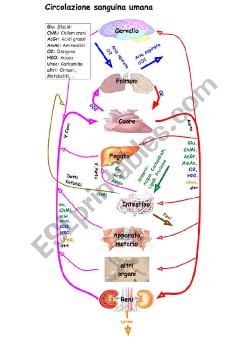 Anatomy worksheet