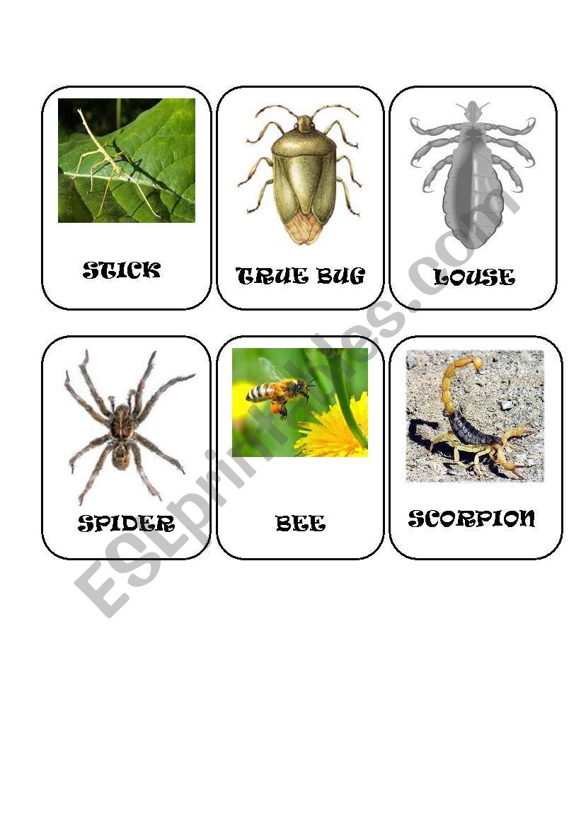 Insect cards worksheet