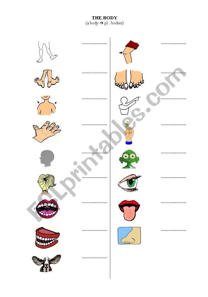 Body vocabulary worksheet