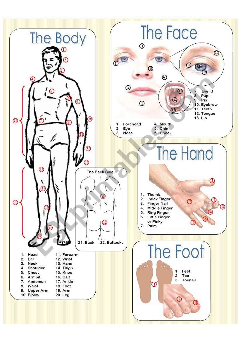 The Body Picture Dictionary worksheet