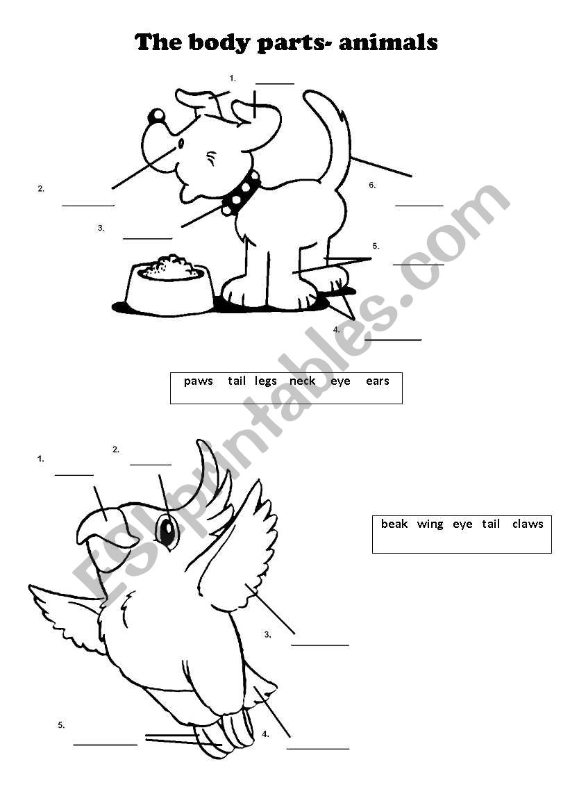 The body parts- animals worksheet
