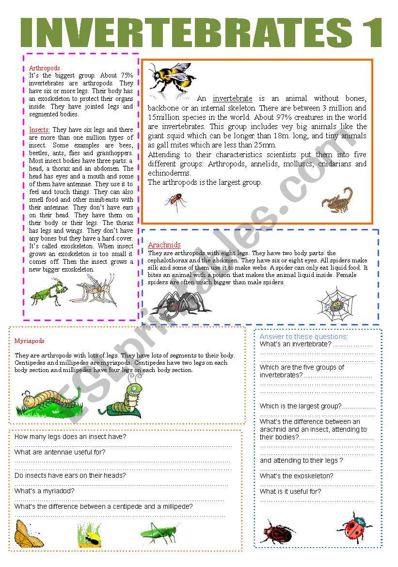 INVERTEBRATES 1 worksheet