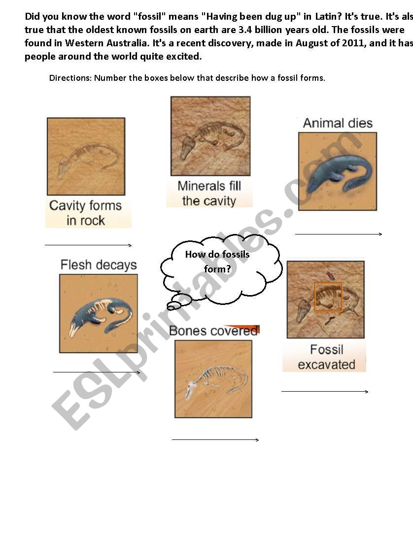 Steps to Form a Fossil worksheet