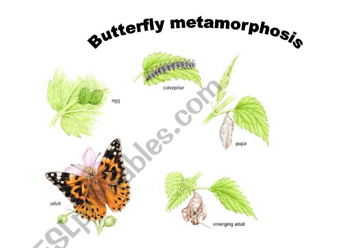 English worksheets: Butterfly Metamorphosis