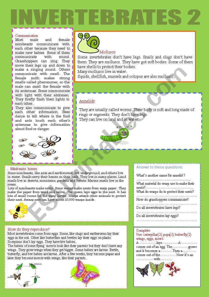 INVERTEBRATES 2 worksheet