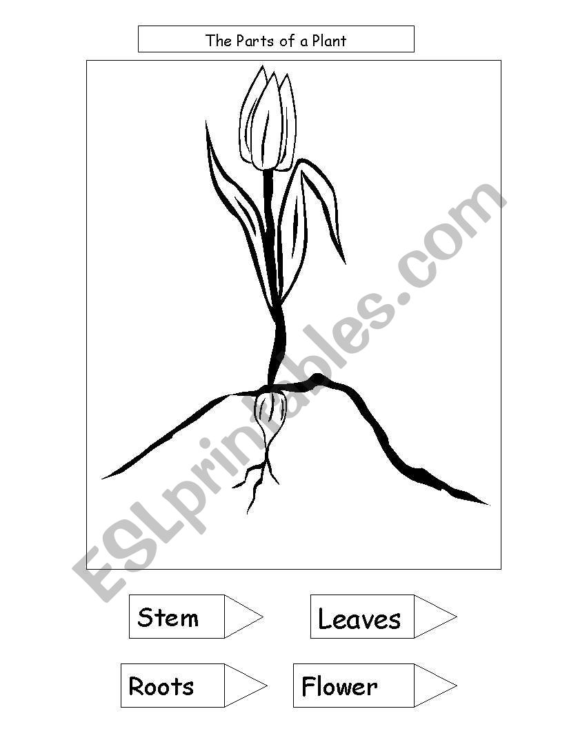 parts of a plant worksheet