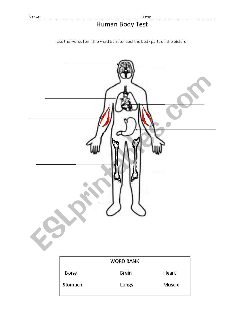 Human Body Parts worksheet